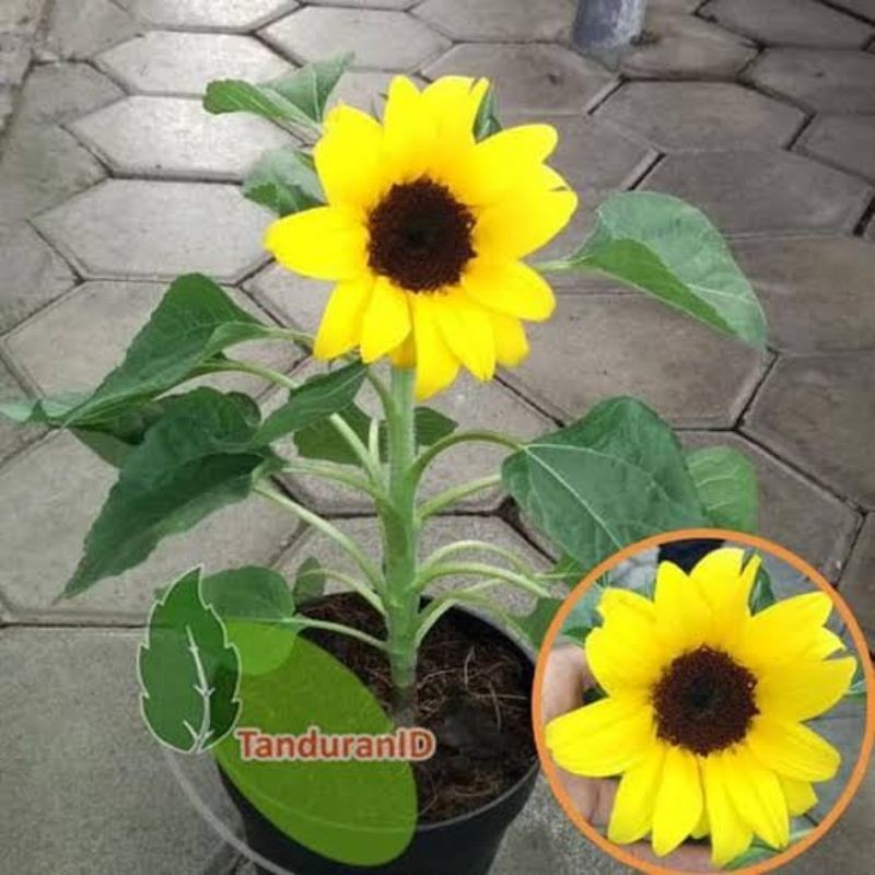 tanaman hias bunga matahari - tanaman hias bunga matahari