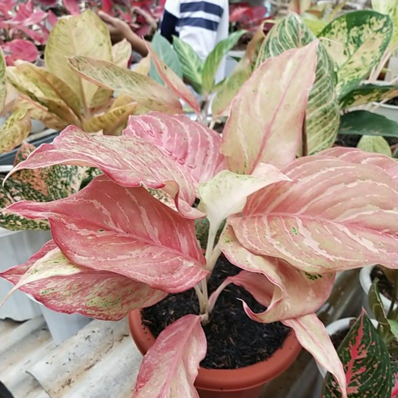 Aglonema Bidadari mutasi