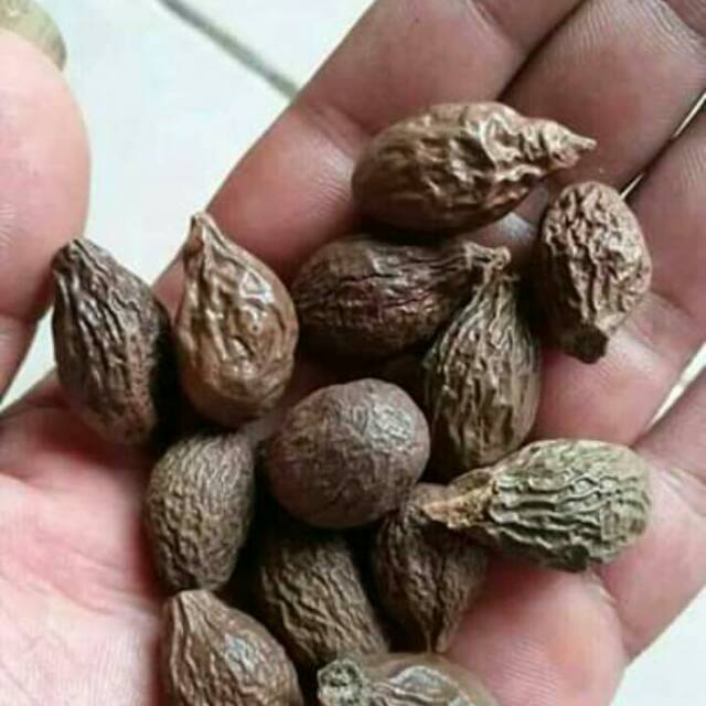 

Buah semangkok atau tempayang