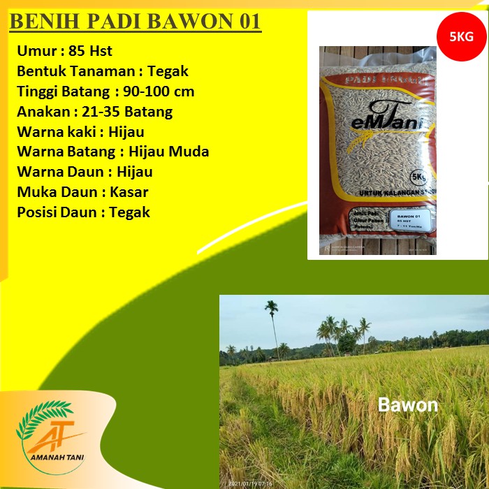 BENIH PADI LOKAL BAWON 01