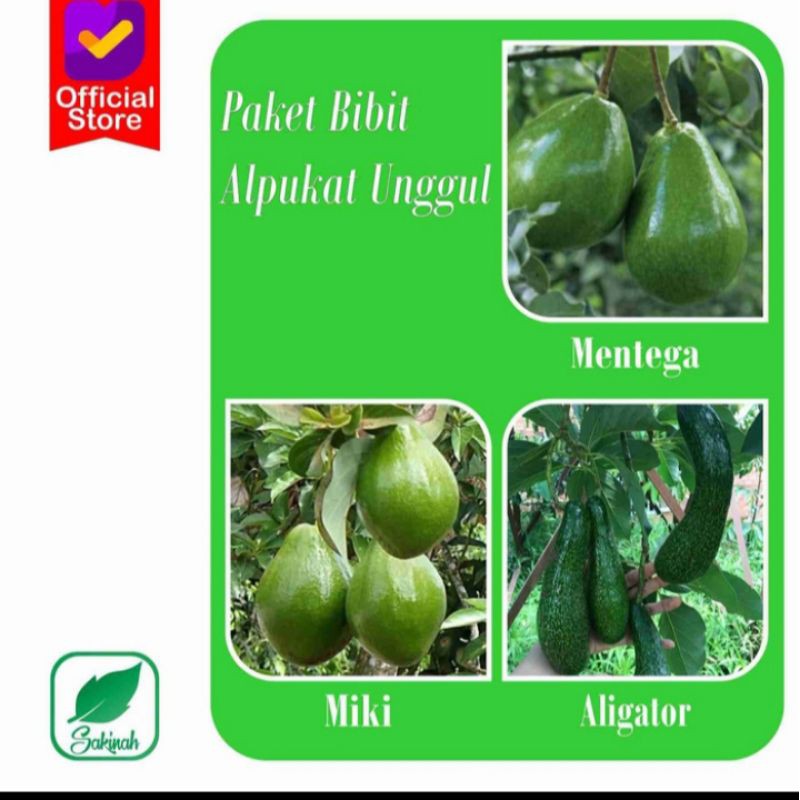 Paket Hemat Bibit Alpukat Okulasi