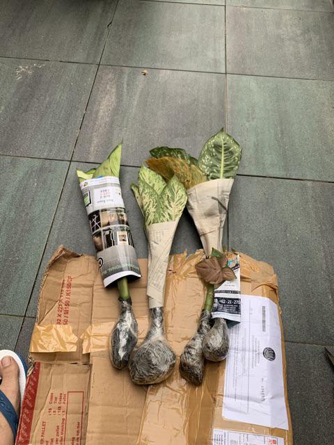 Tanaman Hias Diffenbachia Camille