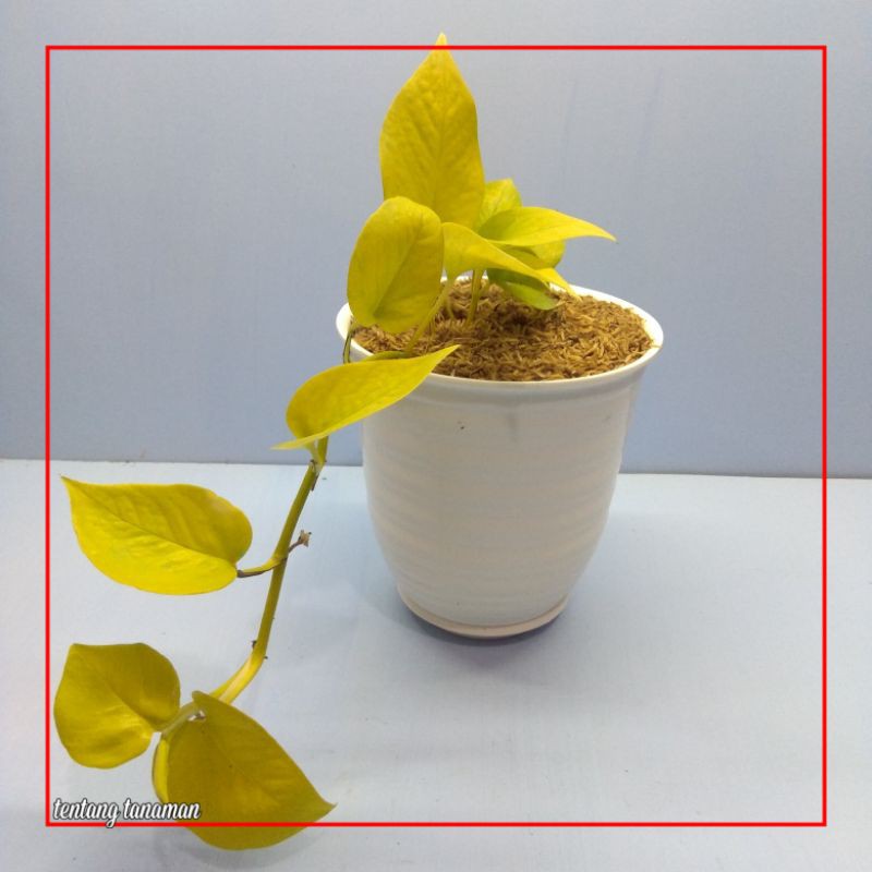 Epipremnum - Sirih - Neo Lemon - Golden Queen - Manjula - Marbel - Njoy