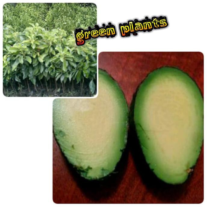 UNGGULAN BIBIT ALPUKAT NON BIJI / TANPA BIJI / CUANKI TERLARIS