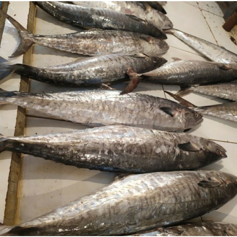 Ikan Tenggiri Segar (Satuan Utuh) 3.0kg