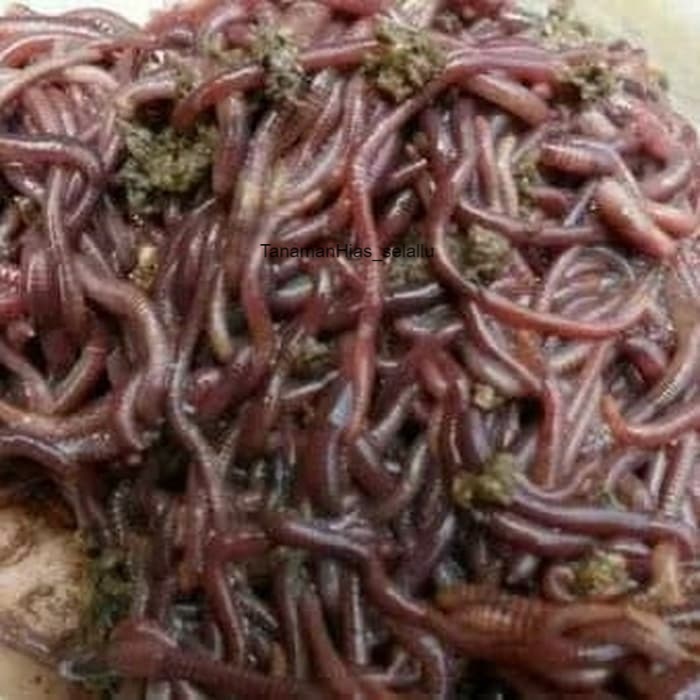 cacing tanah segar/ cacing kalung besar