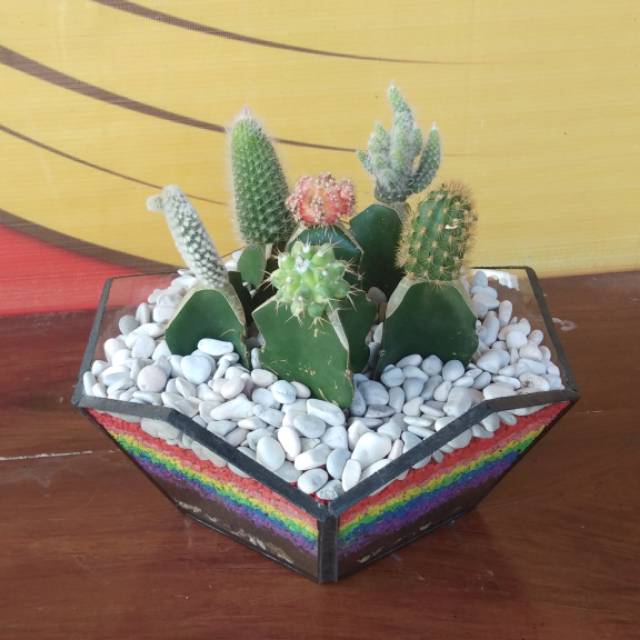 Terrarium kaktus & sukulen, terrarium, terarium, kado unik, souvenir, kaktus, sukulen, dekorasi