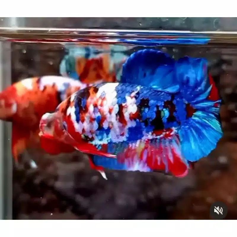 cupang koi galaxy, plakat umur 5 bulqn