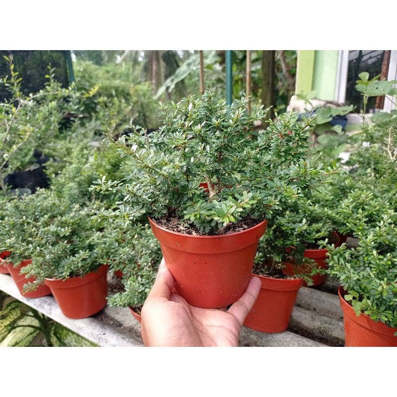 Saeng Simbur Super Mikro Vietnam