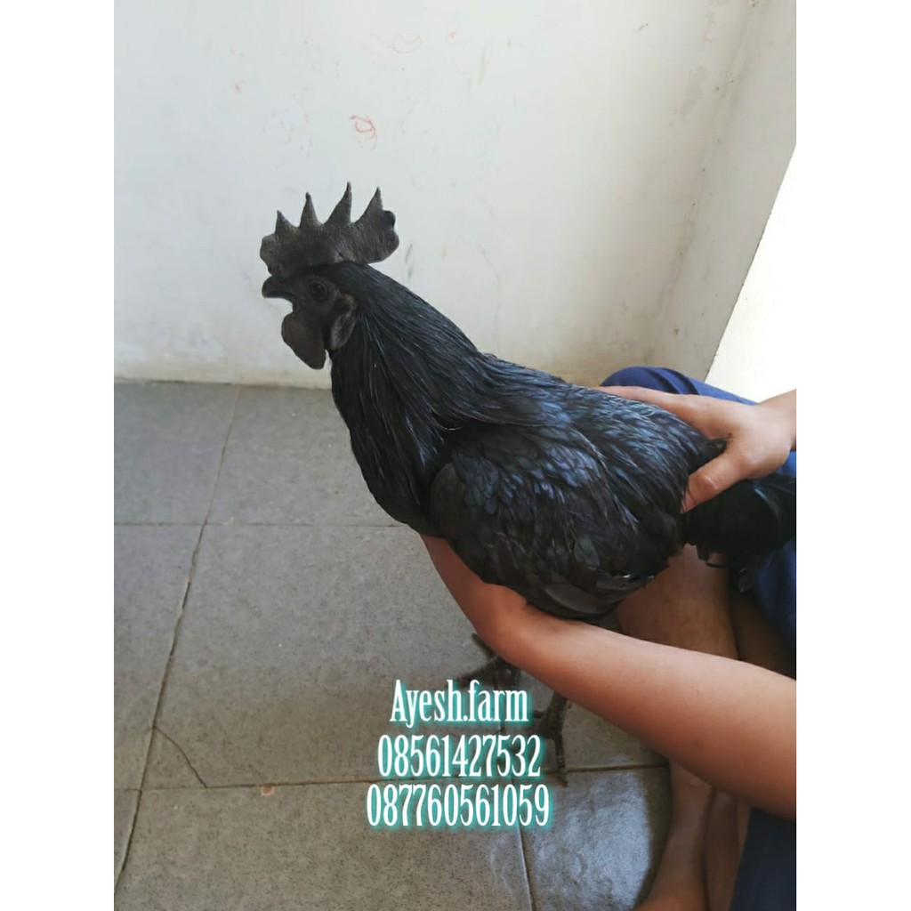 Ayam cemani lidah abu