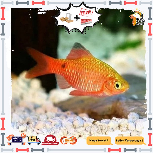 ikan barbir aquascape 4 EKOR