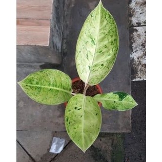 Aglonema Big Roy Putih 4 Daun