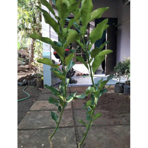 bibit jeruk bali // bibit jeruk bali merah berbunga // bibit jeruk bali murah