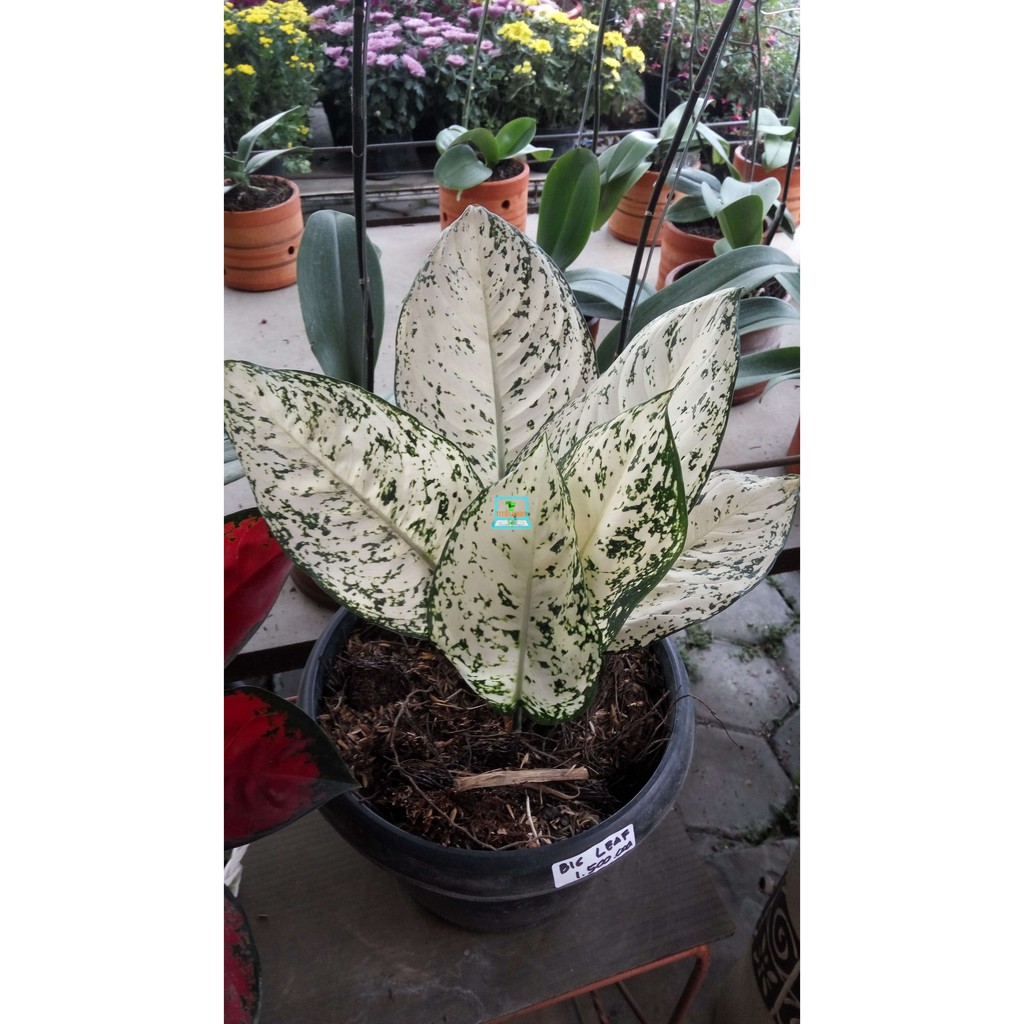 Tanaman Daun Aglonema Snowhite - Tanaman Hias Koleksi snow white