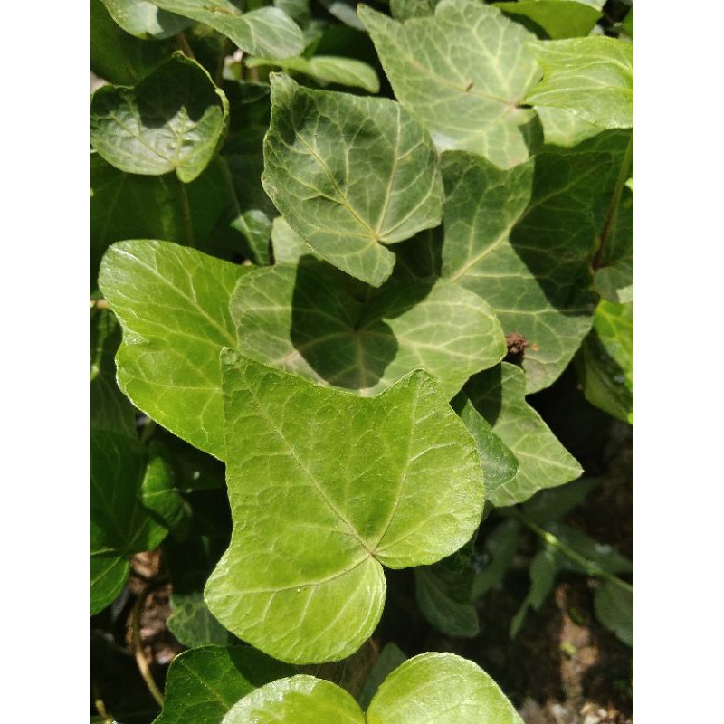 English Ivy hijau/ happy kertas hijau