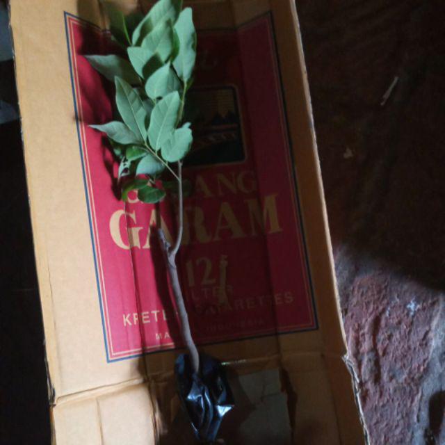 Klengkeng Merah Murah Mriyah Okulasi