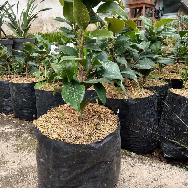Bibit Tanaman Bunga Camelia (camelia sp)tanaman berbunga-Hidup