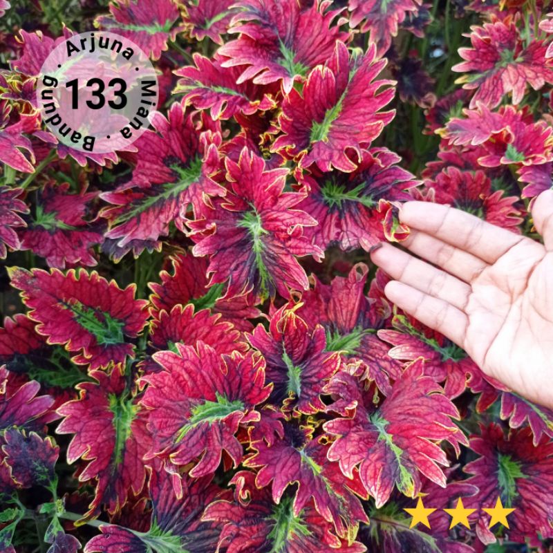 kode 133 Arjuna miana bandung