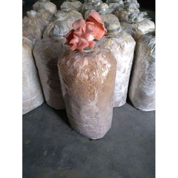 baglog jamur tiram pink