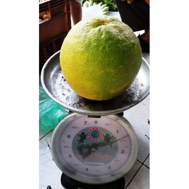 

JERUK LEMON