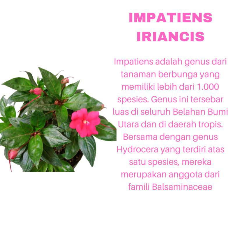 PROMO TANAMAN HIAS BUNGA IMPATIENS IRIANCIS KUALITAS SUPER WARNA RANDOM | MURAH | COD