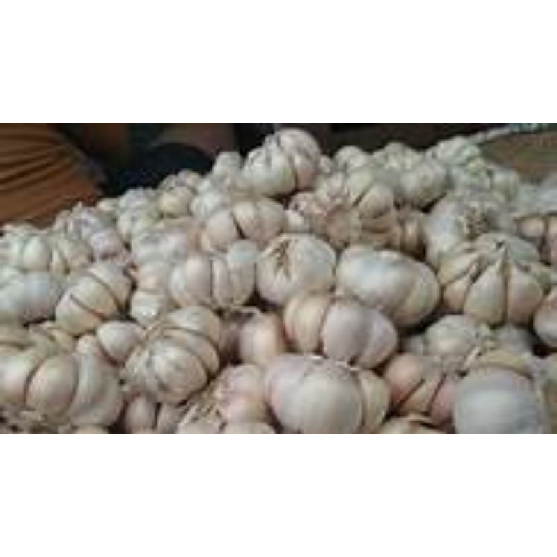 

Bawang Putih 1000 Gram