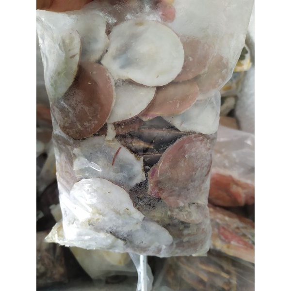 

Kerang Simping
