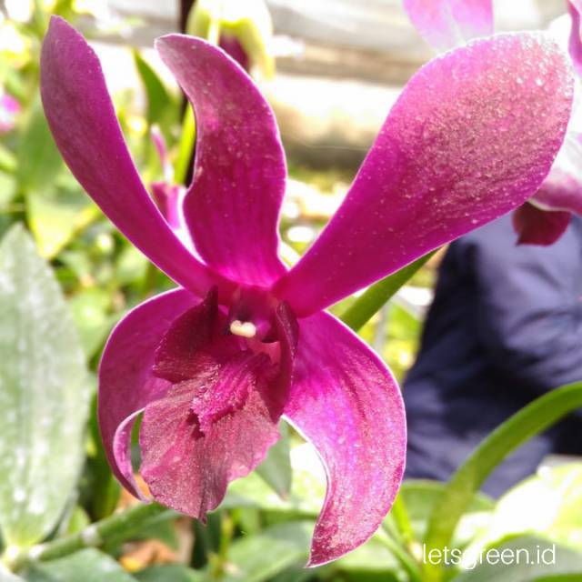 Anggrek Dendrobium Caesar Red