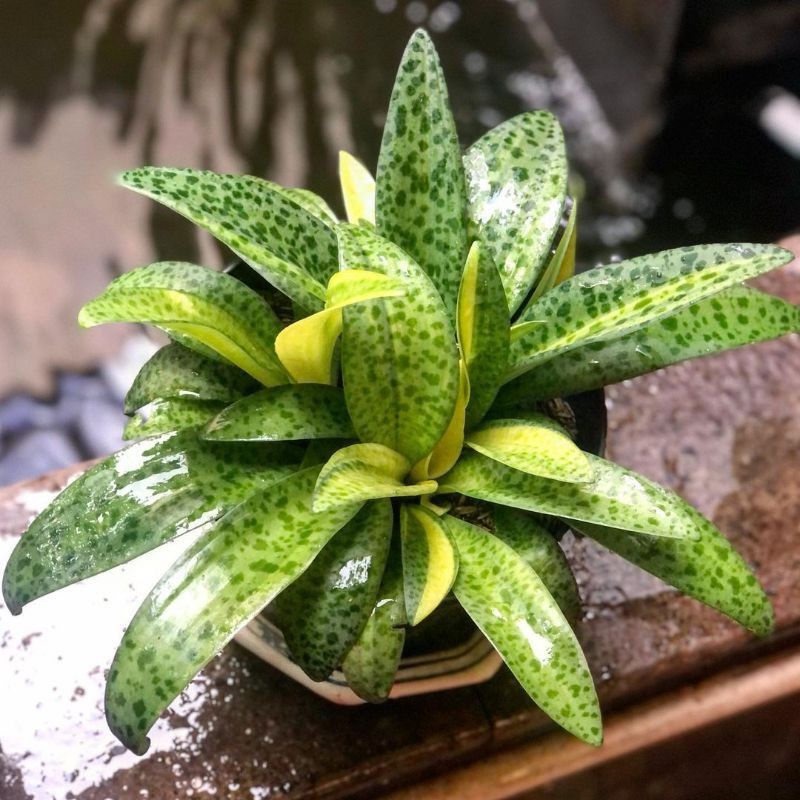 tanaman lidah katak daun kuning hijau rimbun