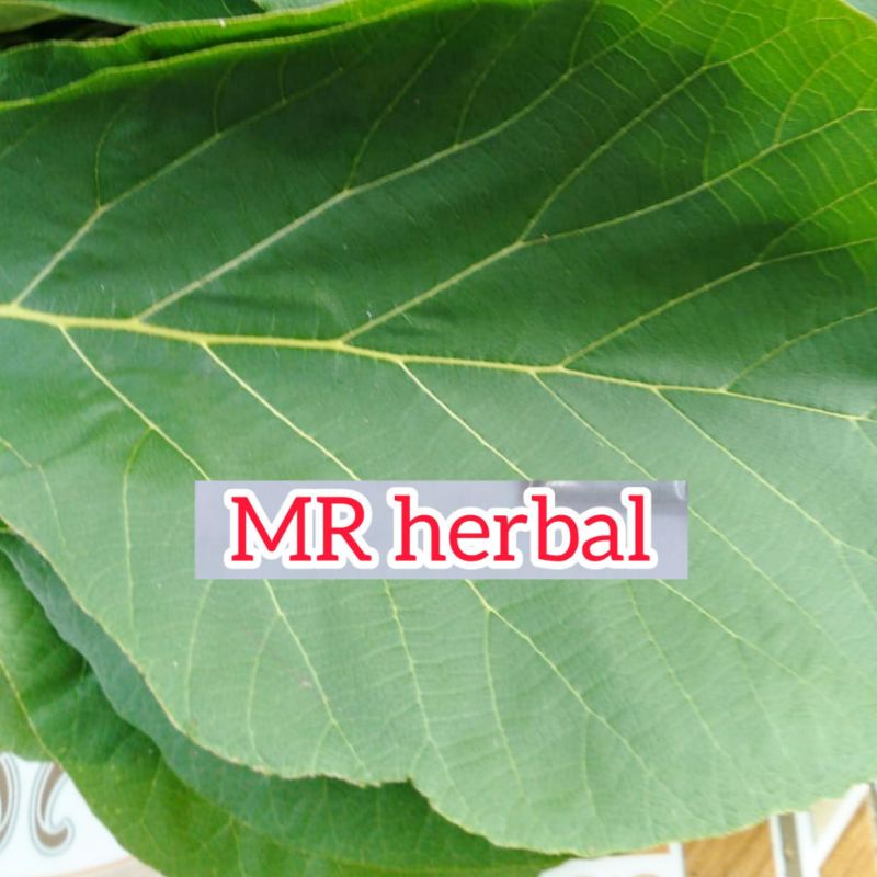 

Daun jati segar dan fres per 500 gram