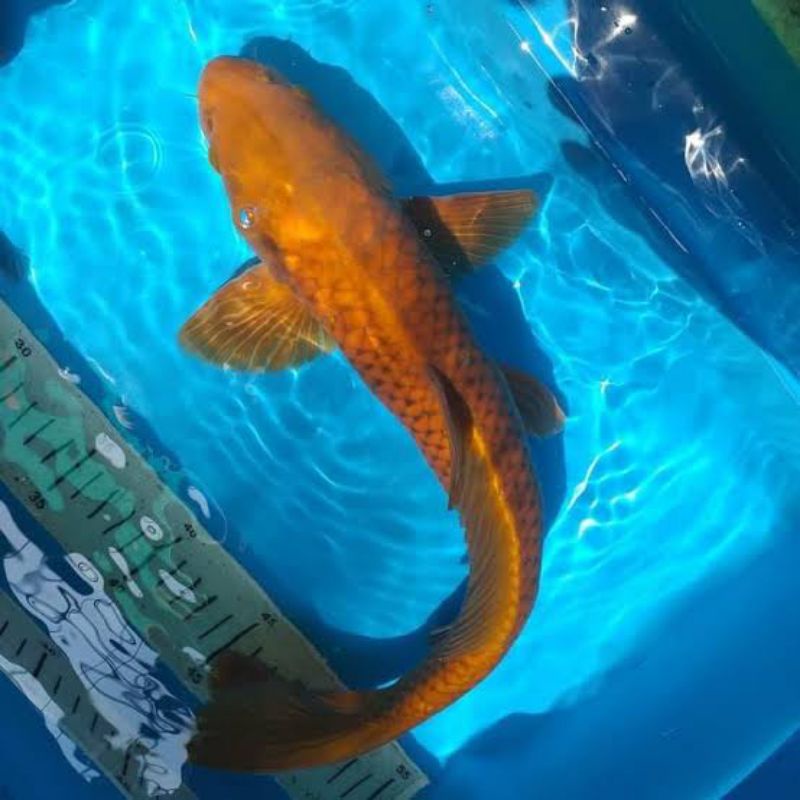 ikan koi chagoi tembaga dan midori, untuk penjinak koi, ukuran 16-18cm ikan koi murah berkualitas