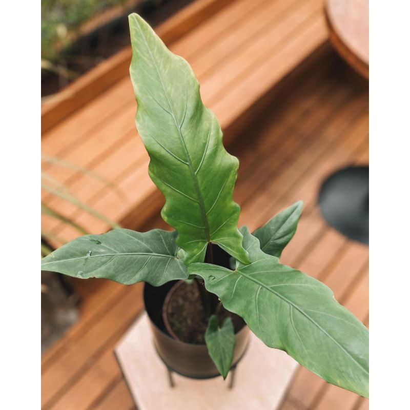 Alocasia Keris Papua