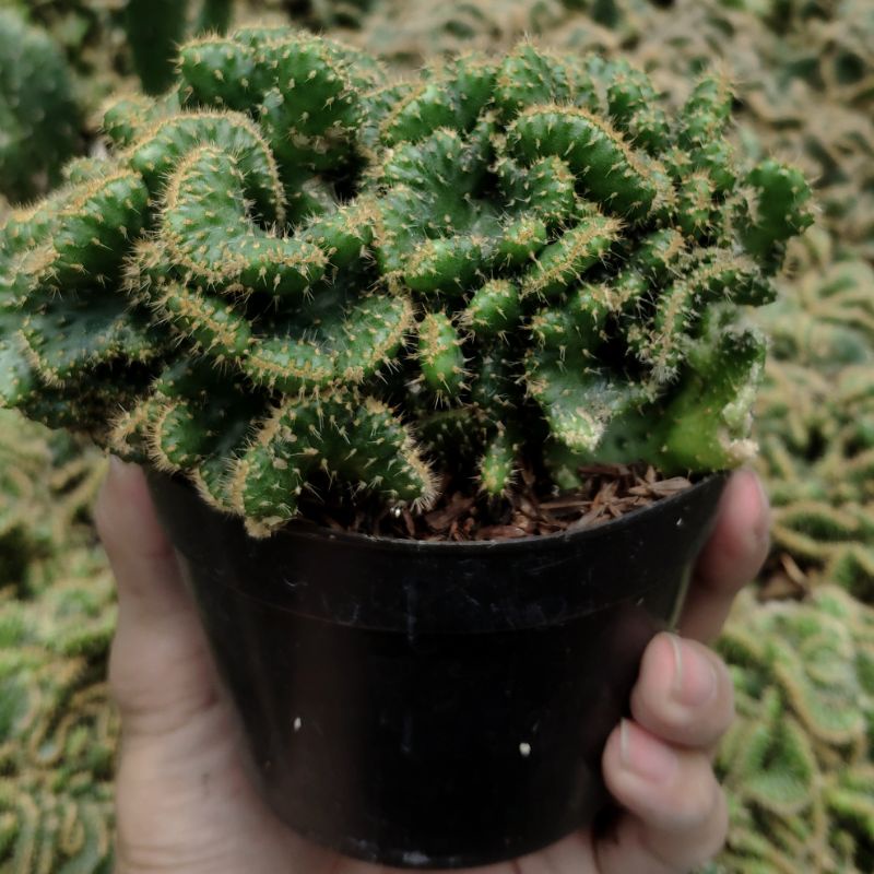 Succulent / Sukulen / Kaktus Opuntia Tuna Cristata | Kaktus Babat