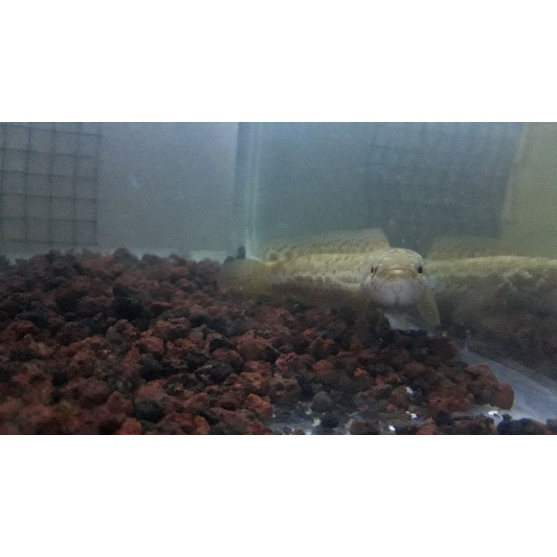 bankanensis 3-4-5 cm 10 ekor||lokality pulau bangka