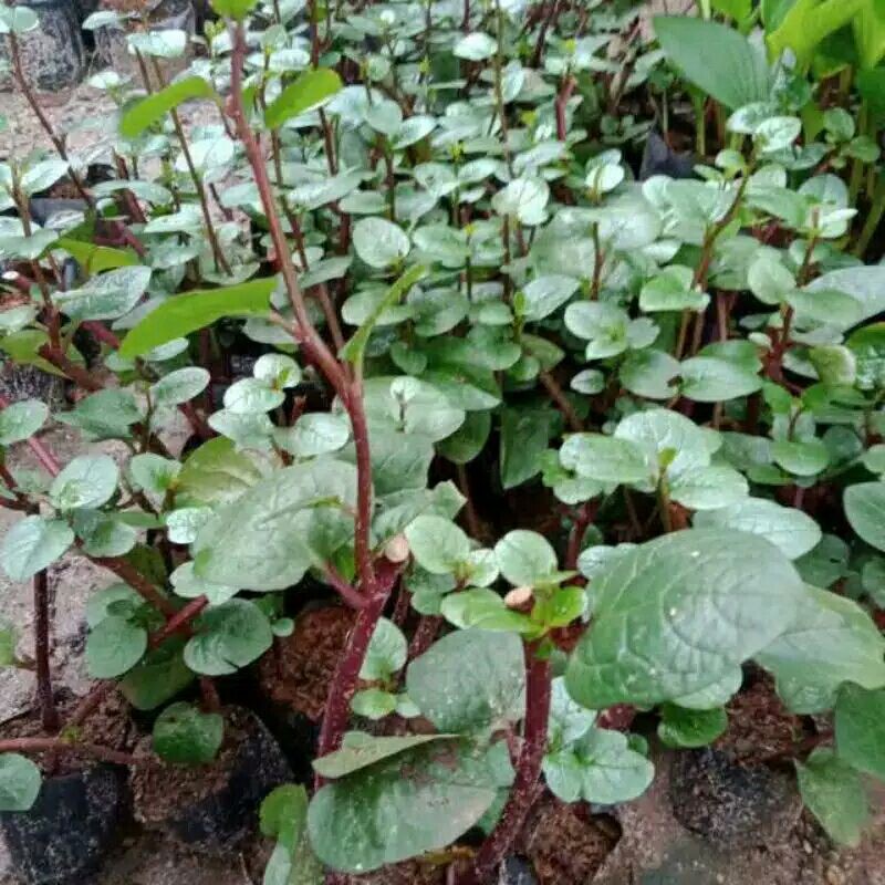 tanaman hias binahong merah-bimahong merah-bunga binahong merah-Binahong Merah-BINAHONG MERAH