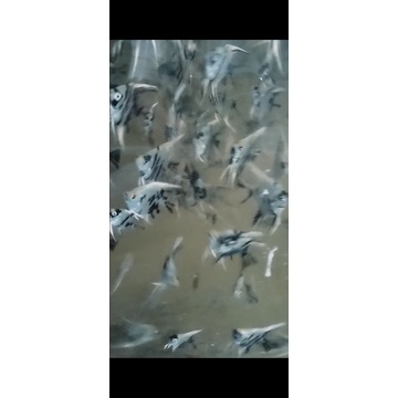 ikan manfish 100 ekor grosiran, ikan manfish 100ek, ikan layang