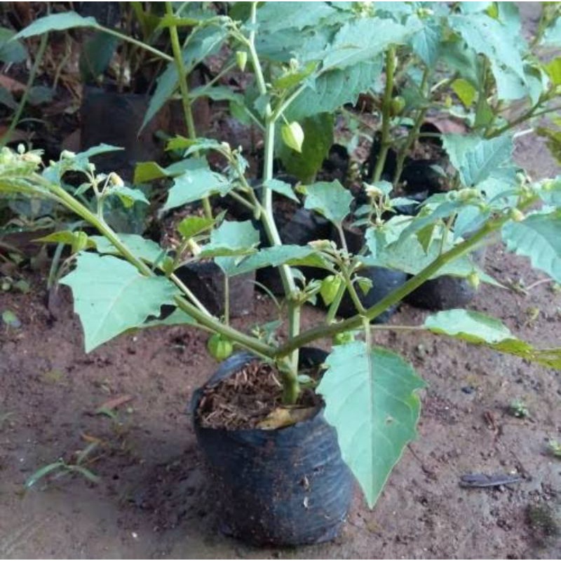 Bibit buah ciplukan / Hijau panda farm/Tanaman buah ciplukan