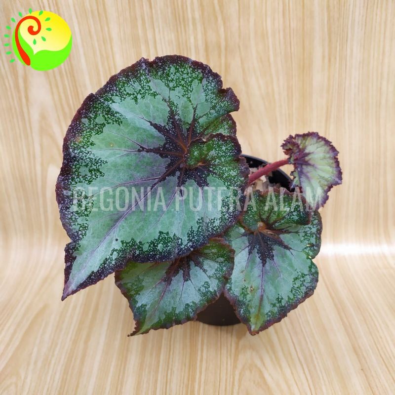 Tanaman Hias Begonia / Begonia Tanaman Hias
