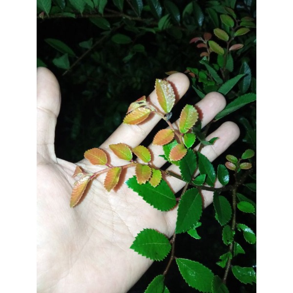 Bahan bonsai ulmus micro import