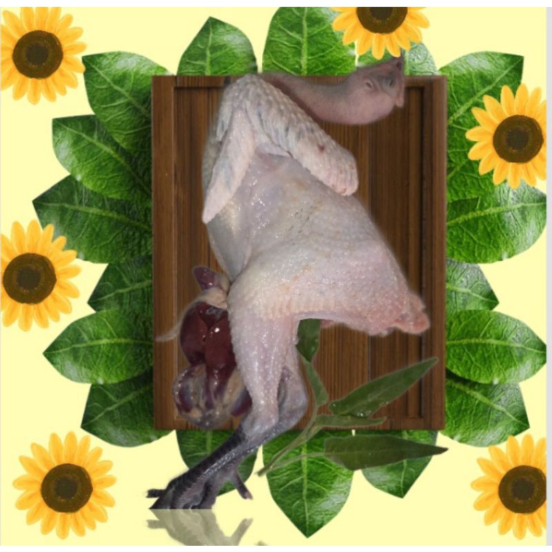 

ayam kampung 09kg HIDUP