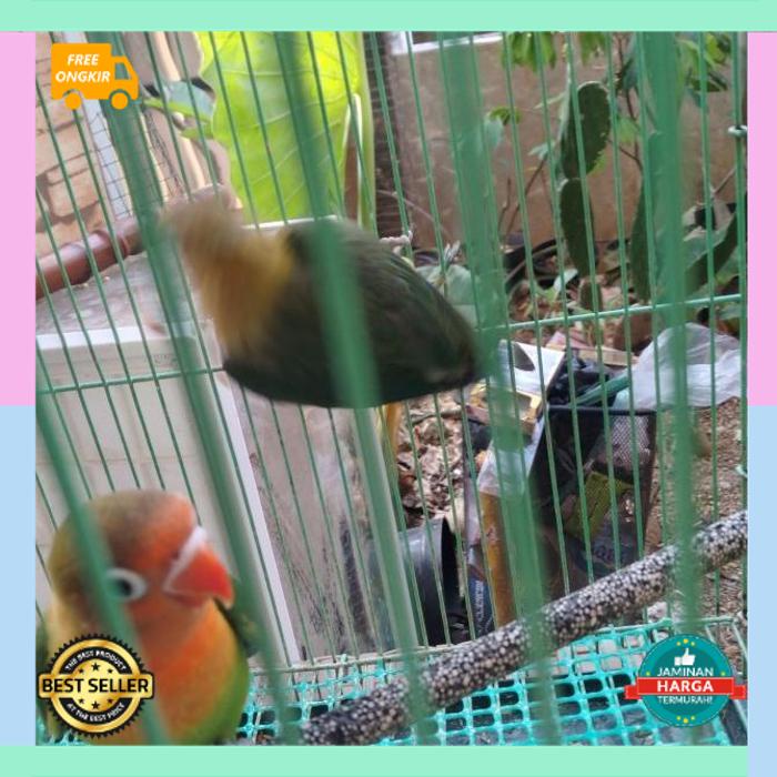 lovebird lb green split biola opaline split blue/pb PUR PAKAN MAKANAN BURUNG OCEHAN