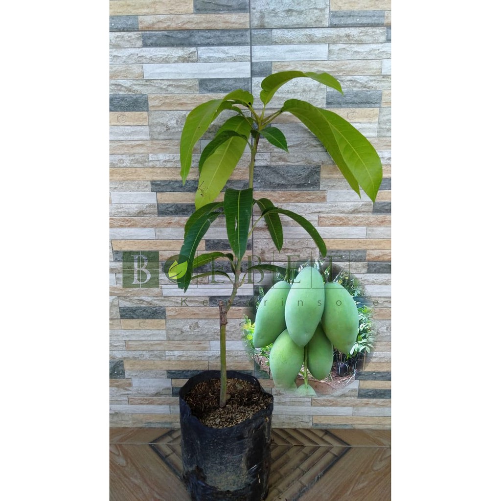 Bibit Mangga Kiojay/Tanaman Mangga Khiojay Jumbo Okulasi Cepat Berbuah (Jaminan Original)