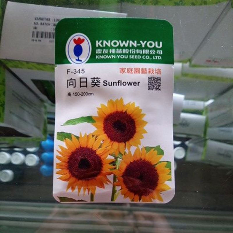 Benih Bunga Matahari Besar SUNFLOWER Isi 12bj
