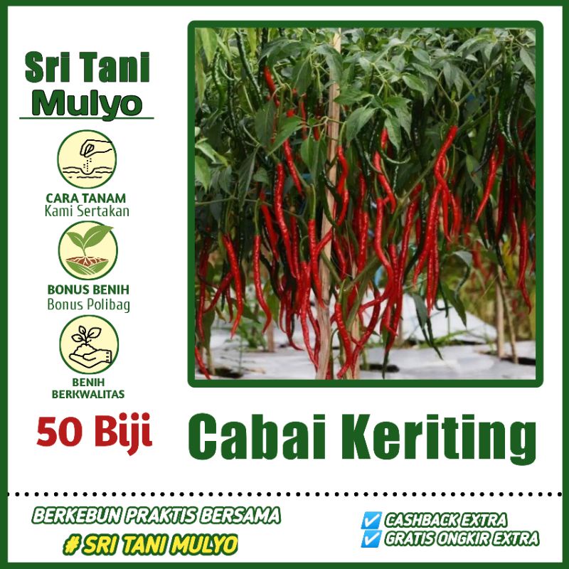 50 Biji - Benih Cabe Cabai Keriting Unggul -GALIH F1 bibit unggul tahan penyakit cabe/cabai kriting 