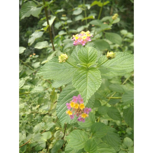 

OBAT HERBAL ALAMI.DAUN LANTANA CAMARA/TEMBELAKAN SEGAR 500g