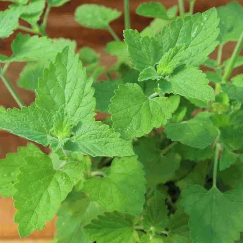 Benih herbal daun catnip