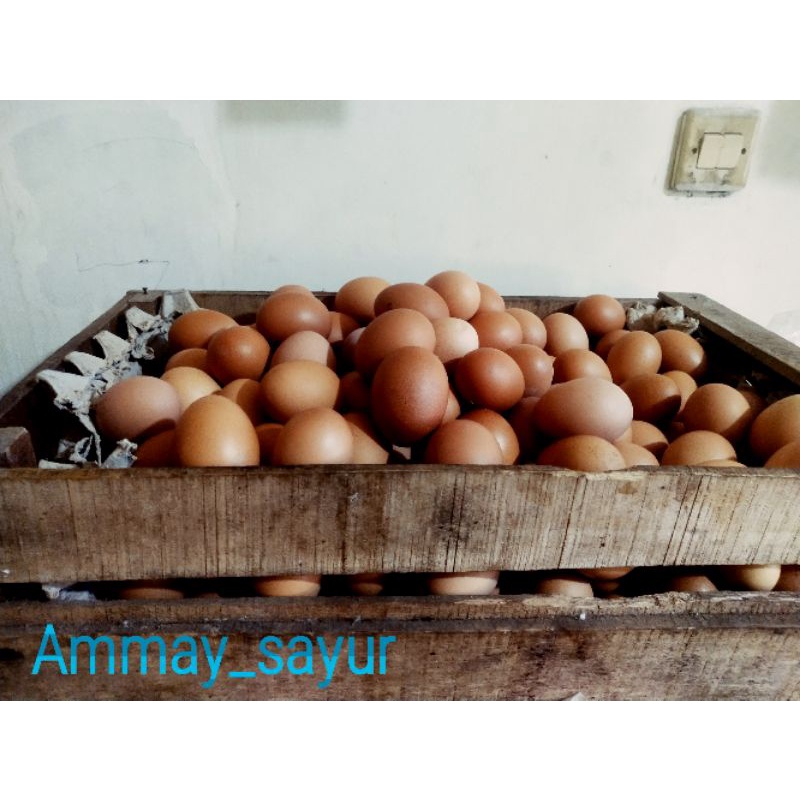 

telur ayam negri/telur ayam 500 kg/Ammay_sayur