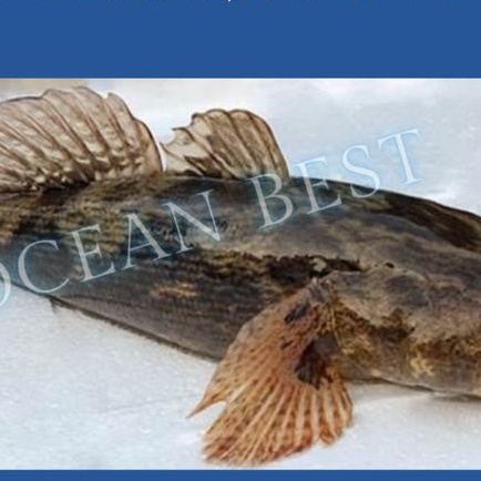 

Fisho | Ikan Betutu / Ikan Malas (Marble Goby) Frozen 1Kg Ready stock