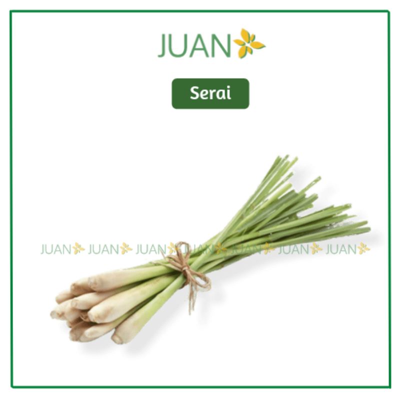 

Sereh/Serai 1 Ikat - Juan Freshmart