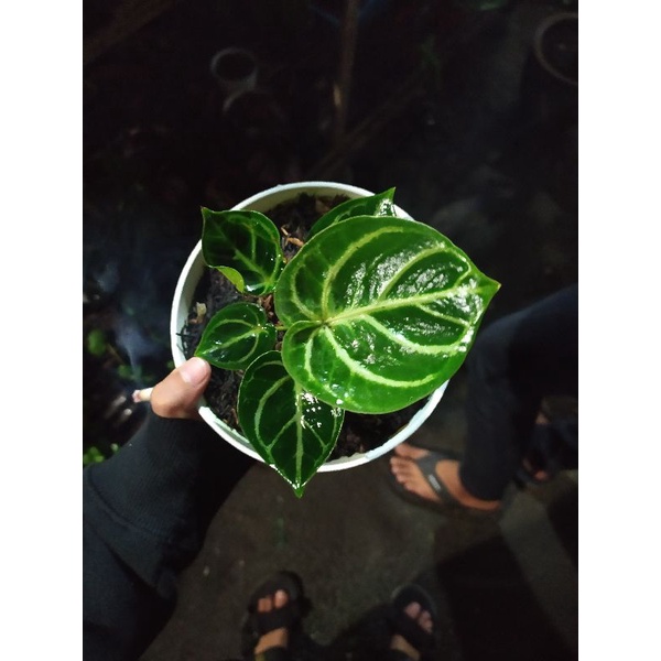 anturium kuping gajah Dorayaki bulat